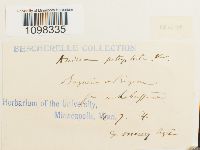 Andreaea rupestris var. rupestris image