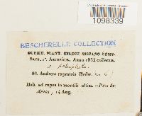 Andreaea rupestris var. rupestris image