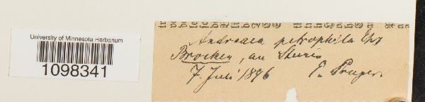 Andreaea rupestris var. rupestris image