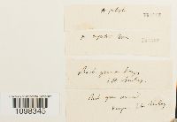 Andreaea rupestris var. rupestris image