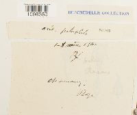 Andreaea rupestris var. rupestris image