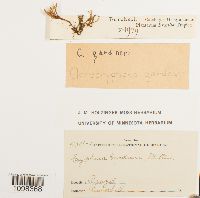 Acrocryphaea gardneri image