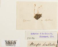 Amblyodon dealbatus image