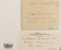 Amblyodon dealbatus image