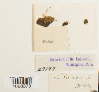 Amblyodon dealbatus image