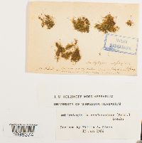 Platydictya confervoides image