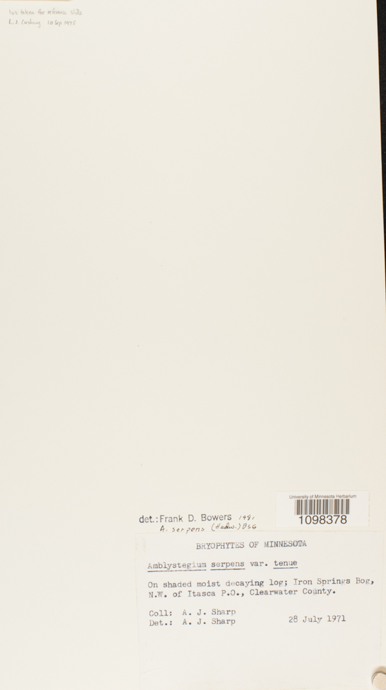 Amblystegium serpens var. serpens image