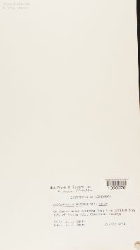 Media resource of Amblystegium serpens