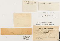 Amphidium lapponicum image