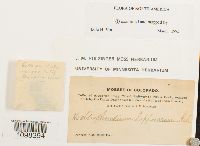 Amphidium lapponicum image