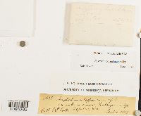 Amphidium lapponicum image