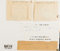 Amphidium lapponicum image