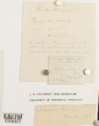 Andreaea nivalis image