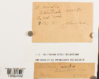 Andreaea nivalis image