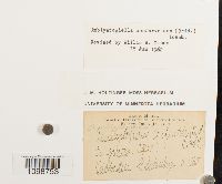 Platydictya confervoides image