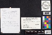 Suillus viscidus image