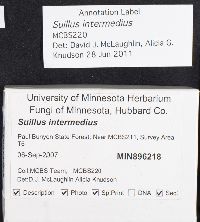 Suillus intermedius image