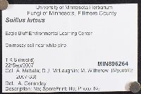 Suillus luteus image