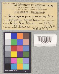 Gymnosporangium nidus-avis image