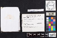 Suillus spraguei image