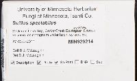 Suillus spectabilis image