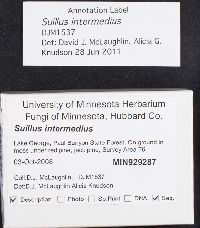 Suillus intermedius image