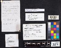 Suillus intermedius image