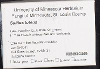 Suillus luteus image