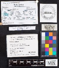 Suillus luteus image