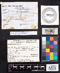 Suillus americanus image