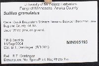 Suillus granulatus image