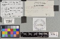 Suillus neoalbidipes image