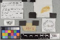 Suillus neoalbidipes image