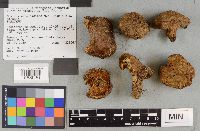 Suillus neoalbidipes image