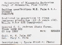 Suillus neoalbidipes image