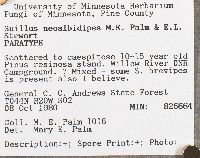 Suillus neoalbidipes image