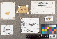 Suillus neoalbidipes image