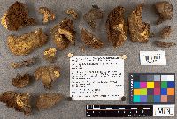 Suillus neoalbidipes image