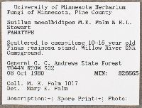 Suillus neoalbidipes image