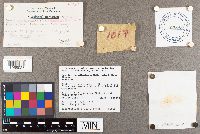 Suillus neoalbidipes image