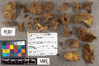 Suillus neoalbidipes image