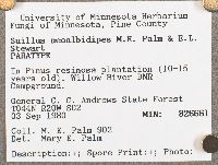 Suillus neoalbidipes image