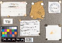 Suillus neoalbidipes image