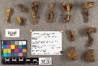 Suillus neoalbidipes image