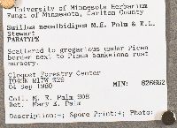 Suillus neoalbidipes image