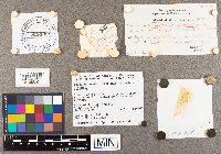 Suillus neoalbidipes image