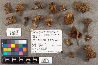 Suillus neoalbidipes image