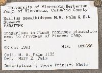 Suillus neoalbidipes image