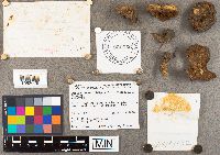 Suillus neoalbidipes image