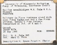 Suillus neoalbidipes image